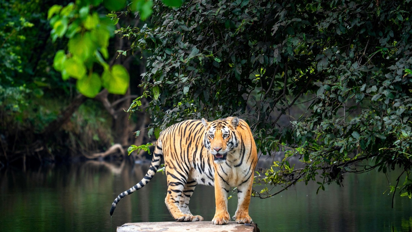 Wildlife & Safari